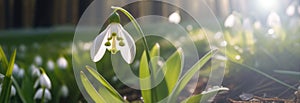 Banner snowdrop flowers blossoming on a sunny spring day, dew drops sparkling in the sunlight, spring flowers on the