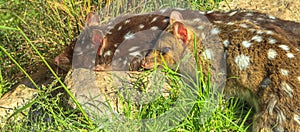 Banner of spotted quole