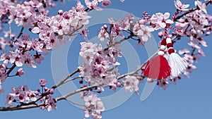 Banner Spring background with pink blossom and Bulgarian spring symbol - martenitsa. Spring flowers apple cherry sakura