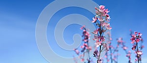 Banner Spring border or background with pink blossom. Beautiful nature scene with blooming tree branch and blue sky. Spring