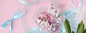 banner with spring coming concept. pink hyacinth flowers on pastel blue and pink colors and blue ribbons. Spring or