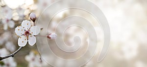 BANNER SPRING FLOWER BACKGROUNDS. WHITE BLOSSOM ON NATURAL DEFOCUSED BLURRED BACKGROUND