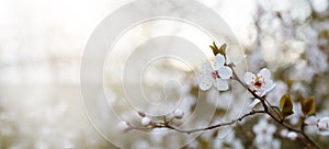 BANNER SPRING PLUM FLOWER BACKGROUNDS. WHITE BLOSSOM ON NATURAL DEFOCUSED BLURRED BACKGROUND