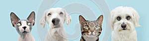 Banner summer dogs and cats. four pets in a row looking at camera. Isolated on blue pastel background