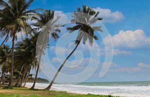 Banner of summer tropical travel with palm trees against blue sky and panorama, tropical Caribbean travel destination