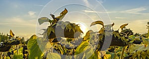 Banner sunflower fields during sunset. Sunflower fields in warm evening light. Dried sunflowers