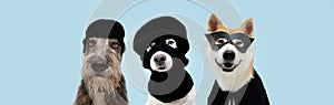 Banner three funny pets dog robbers and hero wearing balaclava ski mask. Isolated blue background. Carnival or halloween concept