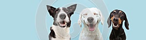 Banner three  happy dogs  smiling on colored blue backgorund with closed eyes and smile expression