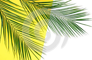 Banner tropical green palm leaves, branches pattern on white yellow background