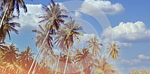 The banner of tropical summer palm trees  beach background Which palm trees against blue sky and panorama, tropical Caribbean