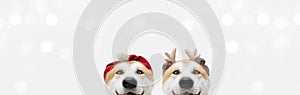 Banner two akita dogs christmas reindeer antlers and santa claus costume. Isolated on white background