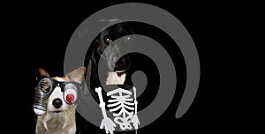 BANNER OF TWO DOGS DRESSED WITH A HALLOWEEN SKULL COSTUME AND RE