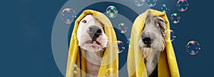Portrait dog ready to take a a shower wrapped with a yellow towel. Animal on blue colored background with bubbles. puppy summer