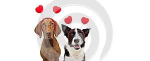 Banner two group dogs puppy love celebrating valentine`s day with a red heart shape diadem. Isolated on white background. Happy