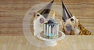 BANNER TWO HAPPY DOGS CELEBRATING BIRTHDAY OR ANNIVERSARY PARTY  WITH A CAKE AGAINST WOODEN BACKGROUND