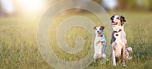 BANNER TWO HAPPY DOGS ON GREEN DEFOCUSED GRASS BACKGROUND. JACK RUSSELL AND BORDER COLLIE