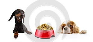 Banner two hungry dogs with a red bowl ready to eat  with paws over black edge. Isolated on white background