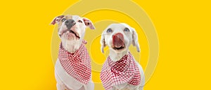 Banner two hungry dogs Straight licks wearing a checkered napkin, Isolated on yellow background. Eating concept