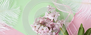 banner with two pink hyacinth flowers on pastel green and pink colors with pink ribbon and white feathers. Spring coming