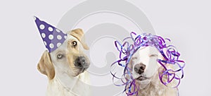 Banner  two puppy dog celebrating birthday, carnival or mother`s day with a purple ribbon  or hat.. Isolated on white background photo