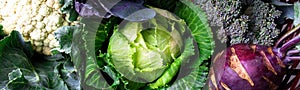 Banner of Various of Cabbage Broccoli Cauliflower. Assorted of Cabbages in Basket.