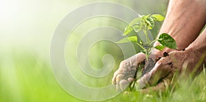 Banner view of sustainability expressed by green environment and seedlings in hands