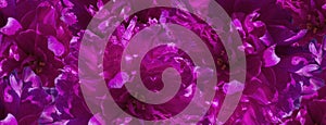 Banner of violet macro peony flower