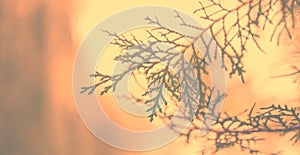Banner for web Abstract autumn background, old orange leaves, dry tree foliage, soft focus, autumnal season, changing of nature,