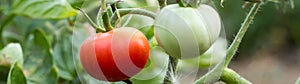 banner of Wet green and red tomatoes growing in a garden