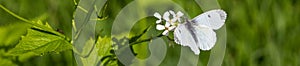 banner of White Butterfly on an little white flower photo