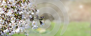 Banner white flowers on defocus background with blurred lights and highlights