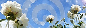 Banner with white peony flowers on a blue background with bokeh highlights. Flowers on the background of the sky and clouds. A
