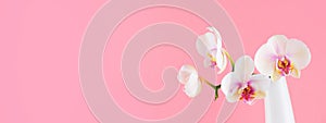 Banner with white phalaenopsis in the glass vase on pink