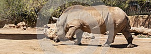 Banner White Rhinoceros Or Rhino Grazing The Field. Wildlife, Endangered Species, Extinct