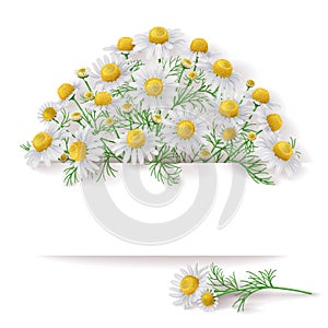 Banner with Wild Chamomile Bunch. photo