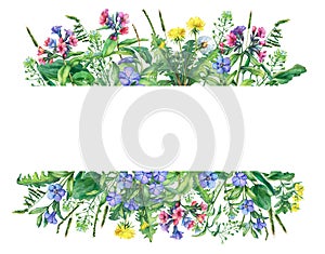 Banner with wild meadow flowers and grass, isolated on white background.