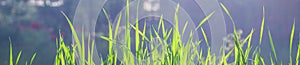 Banner of Wild meadow green grass background