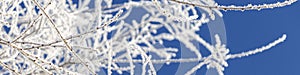 Banner winter landscape. Branches of trees covered with frost on blue sky background