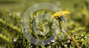 Banner with yellow dandelion on meadow in green grass in sunlight. Beautiful bright spring or summer flower. Copy space