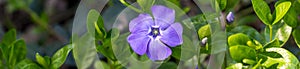 Banner of Young spring flower Periwinkle plant with green leaves and blue flowers