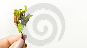 The banner of a young sprout in the hand is  on a white background with space for text. The concept of ecology
