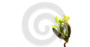 The banner of a young sprout is isolated on a white background with space for text. The concept of ecology and