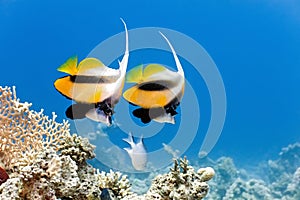 Bannerfish