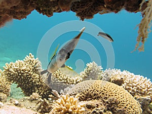 Bannerfish and cleaner wrasse in clear blue water