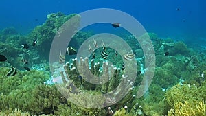 Bannerfish on a coral reef