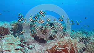 Bannerfish on a coral reef