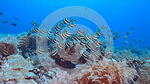 Bannerfish on a coral reef