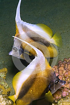 Bannerfish, Red Sea, Egypt