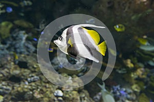 Bannerfish