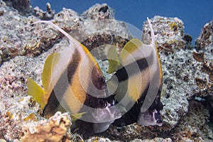 Bannerfish swimming around a sharp textured coral reef under the sea